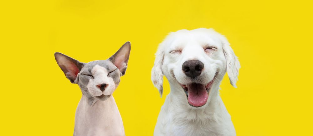 两只快乐的猫和狗在黄色背景上微笑
